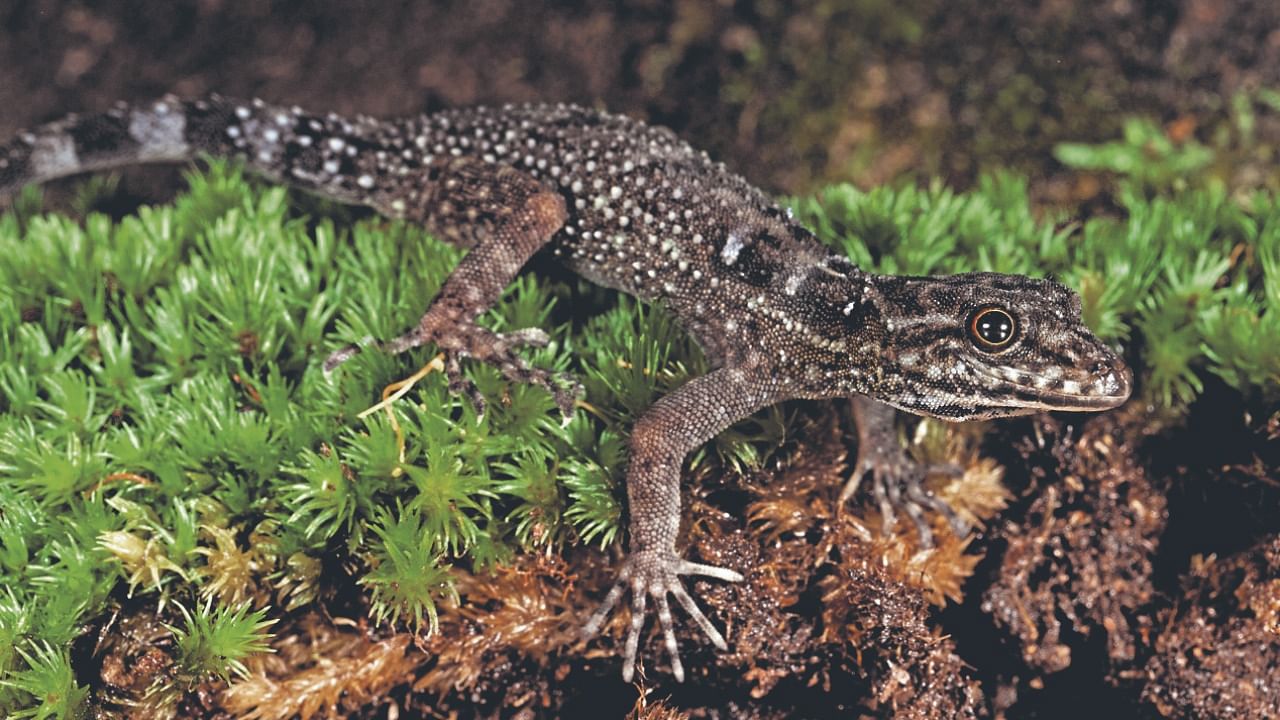 A new gecko species in the Western Ghats named after Smaug, the villainous dragon of J R R Tolkien’s novel The Hobbit. Credit: Special Arrangement