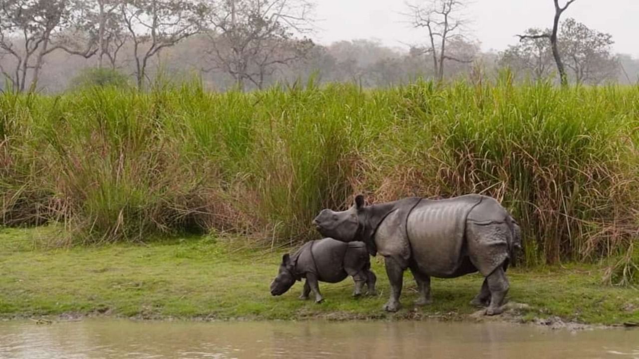 One horned rhinos in the proposed new addition to Kaziranga National Park in Assam. Credit: Kaziranga National Park