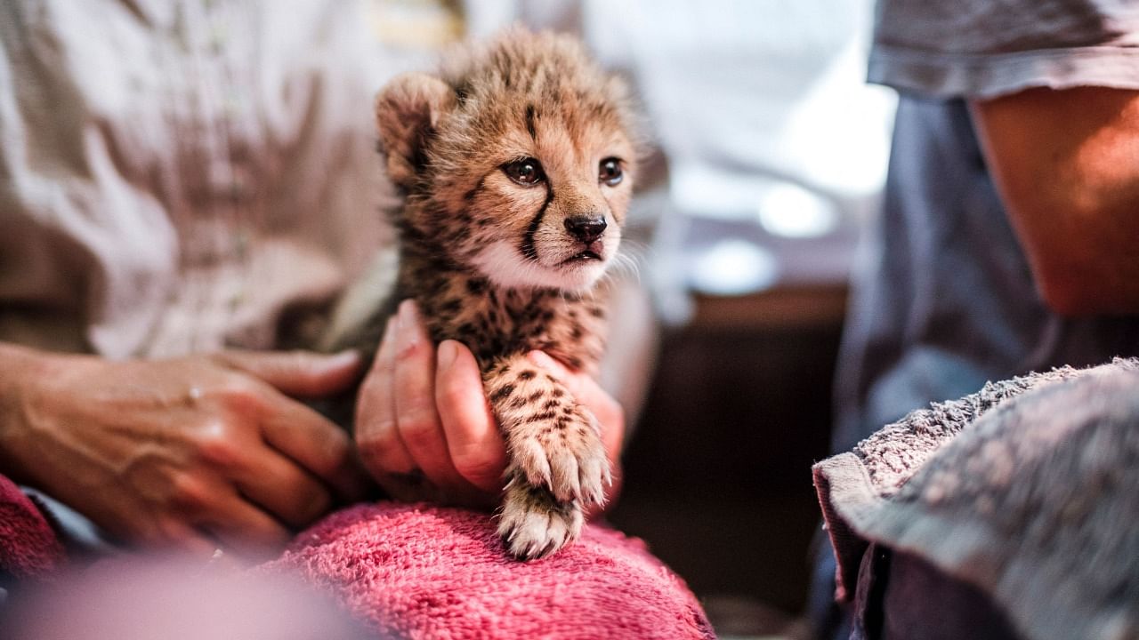 Every year an estimated 300 cheetah cubs are trafficked through Somaliland. Credit: AFP Photo