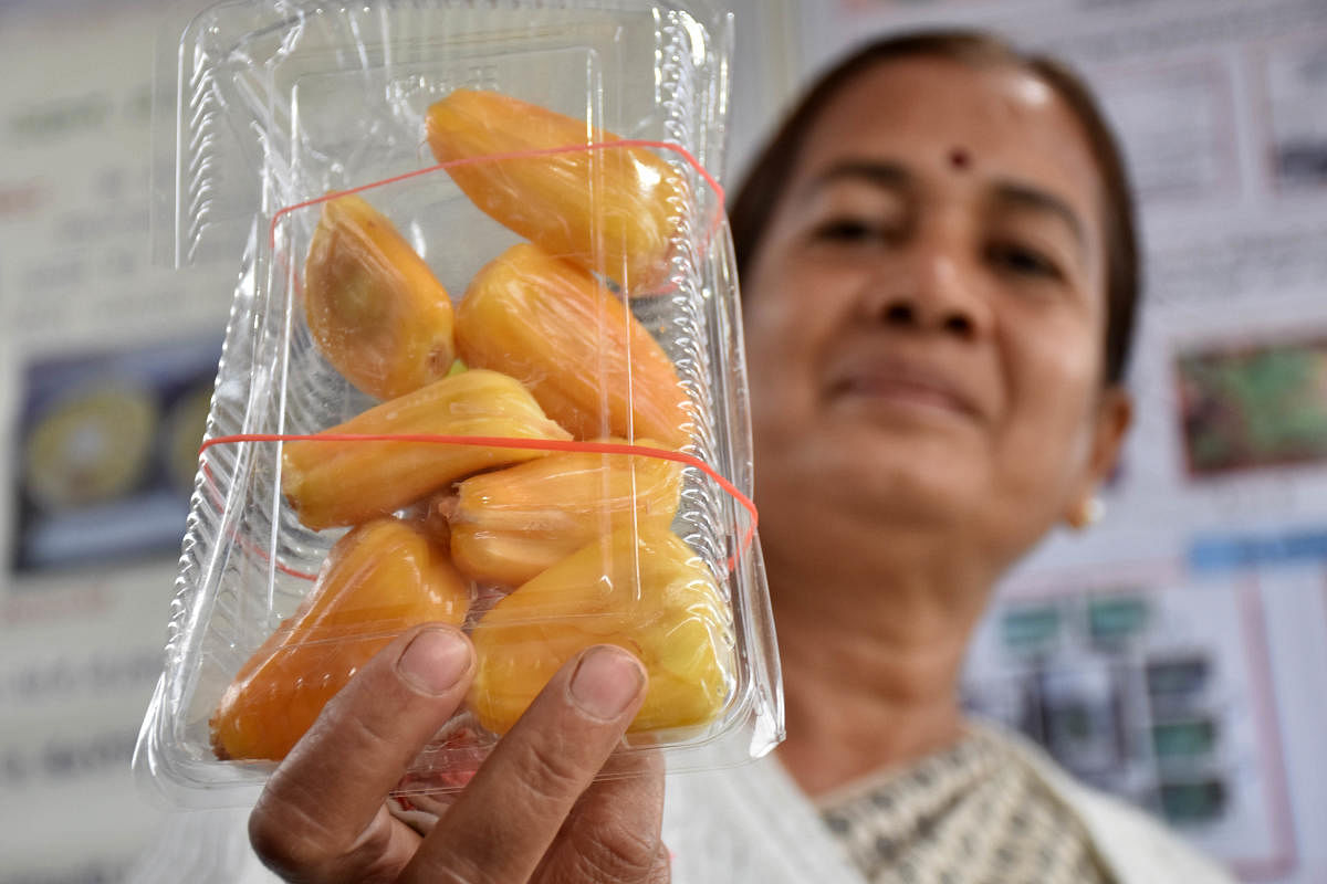 The Bhyrachandra variety of jackfruit. Credit: DH Photo/B K Janardhan