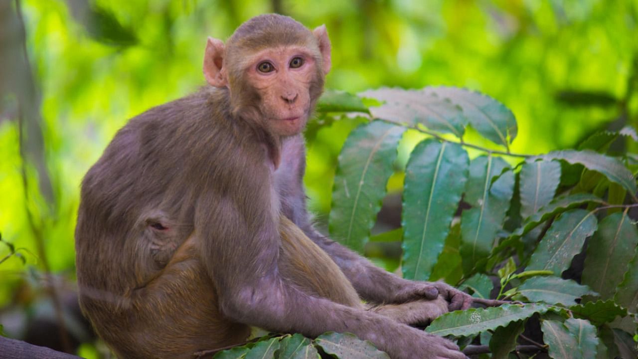 A rhesus macaque. Credit: iStock photo