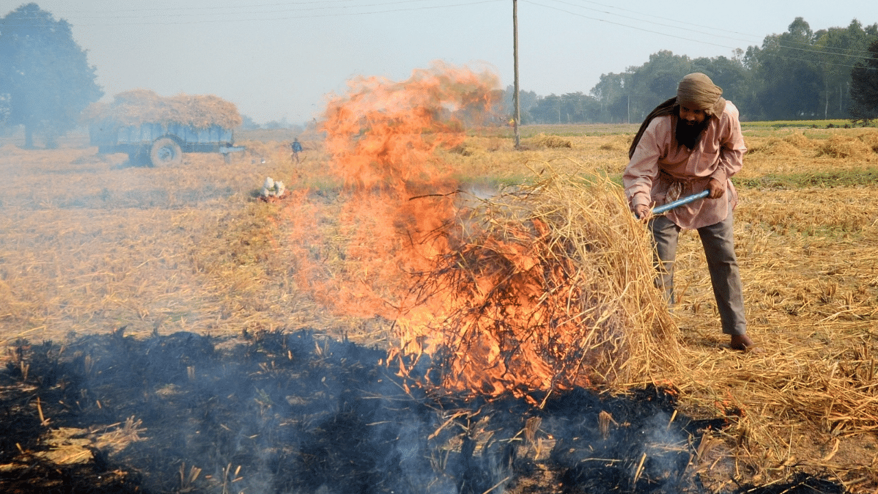 A total of 65,404 farm fire incidents were recorded till Sunday, as against 73,893 registered till November 14 last year. Credit: IANS Photo