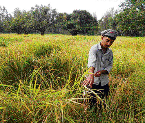 Bio-diversity conserver and farmer-scientist Syed Ghani Khan in his farm. Photo by author