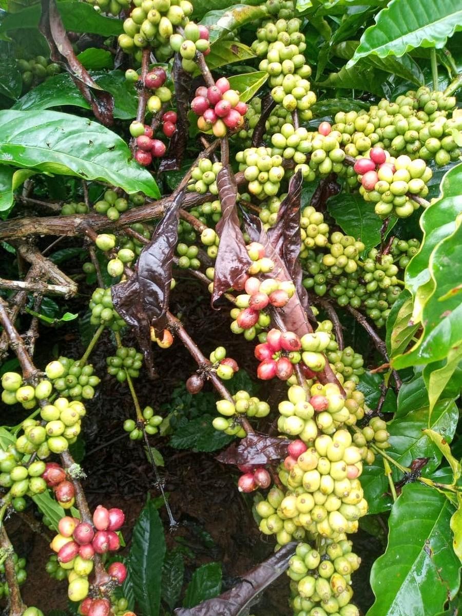 Robusta coffee has prematurely turned ripe at a coffee plantation in Appashettalli near Shanivarasanthe.