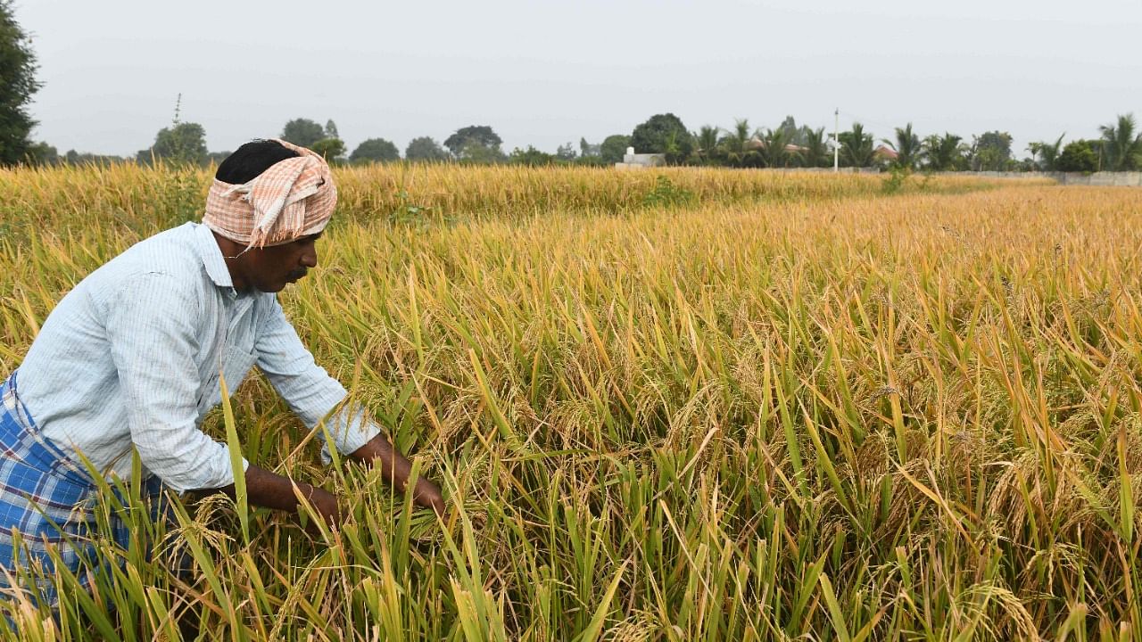 As for state wise registrations, for the agricultural sector, West Bengal had 13.38 per cent registrations, or 1.05 crore. Credit: AFP Photo