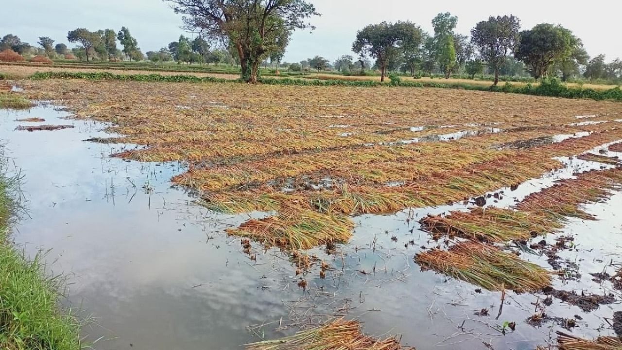 Harvested paddy crop is damaged due to heavy rain at a village on the outskirts of Belagavi. Credit: DH Photo