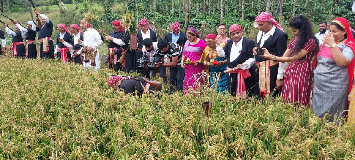 The paddy sheaves were cut by the CNC members during Huthari celebrations at the paddy field belonging to Nandineravanda Uthappa, in Chikkabettageri.