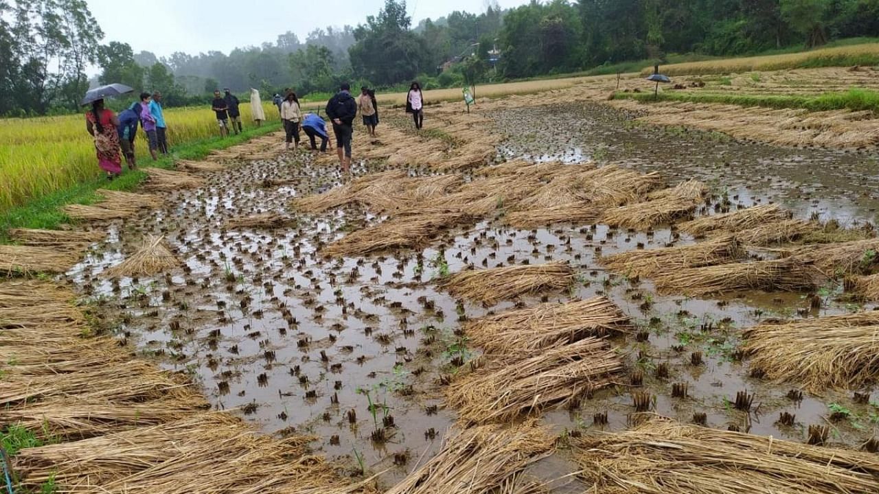 A rain-ravaged paddy field at Bachgaon in Sirsi taluk of Uttara Kannada. Credit: DH Photo