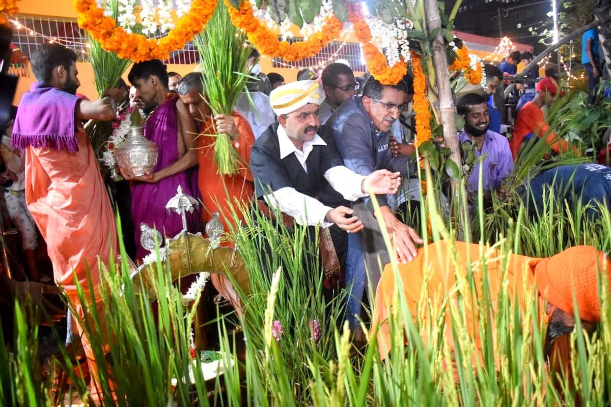 Devotees harvest paddy sheaths on the occasion of the Huthari festival at Omkareshwara Temple in Madikeri on Saturday night. DH Photo