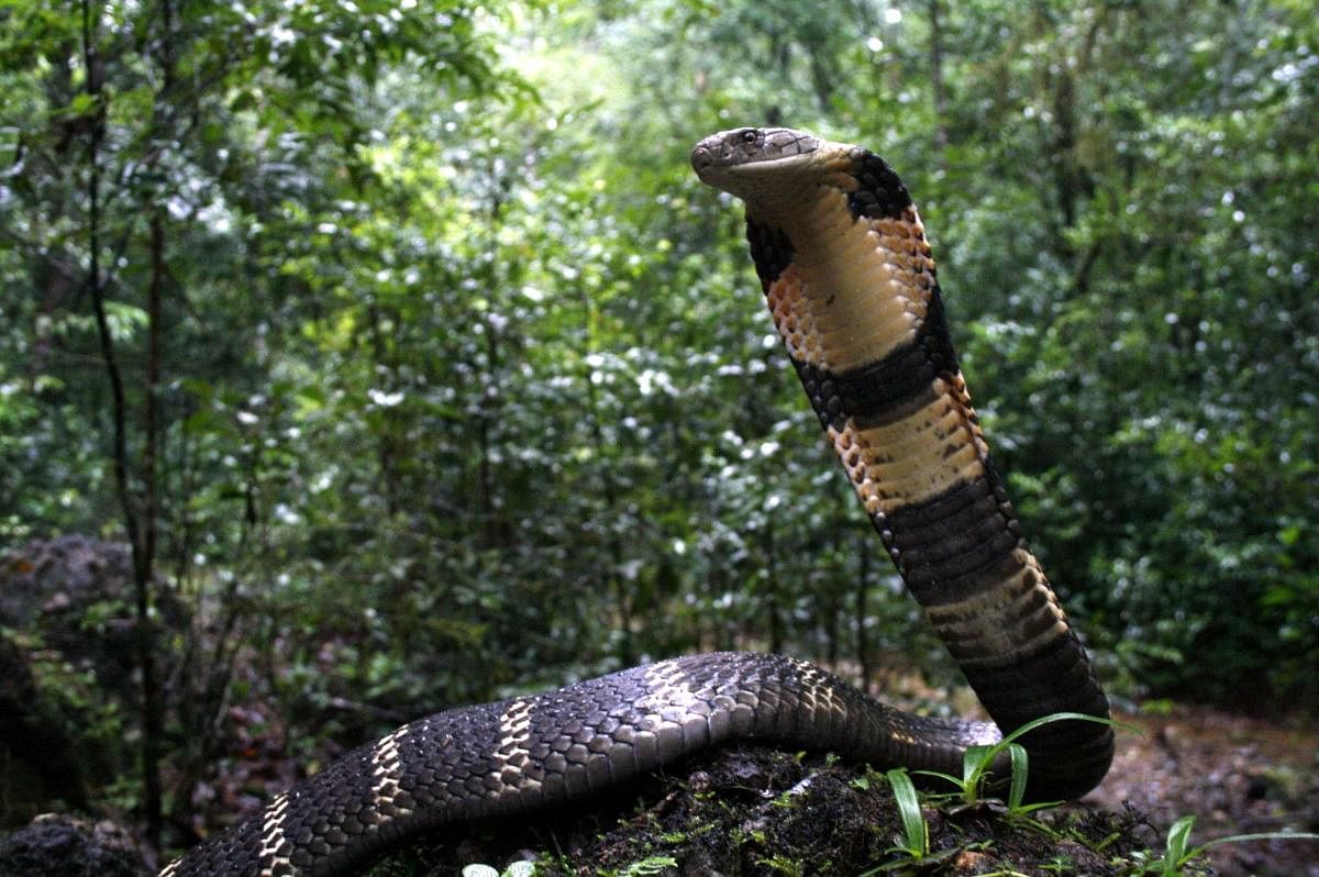 Bengaluru to get snake research unit. Credit: DH Photo