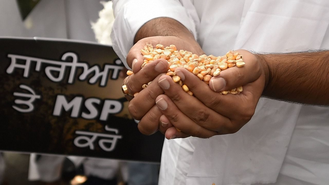 A Shiromani Akali Dal activist holds corn during a protest outside the Krishi Bhawan over farmers' issues including minimum support price (MSP), in New Delhi. Credit: PTI File Photo