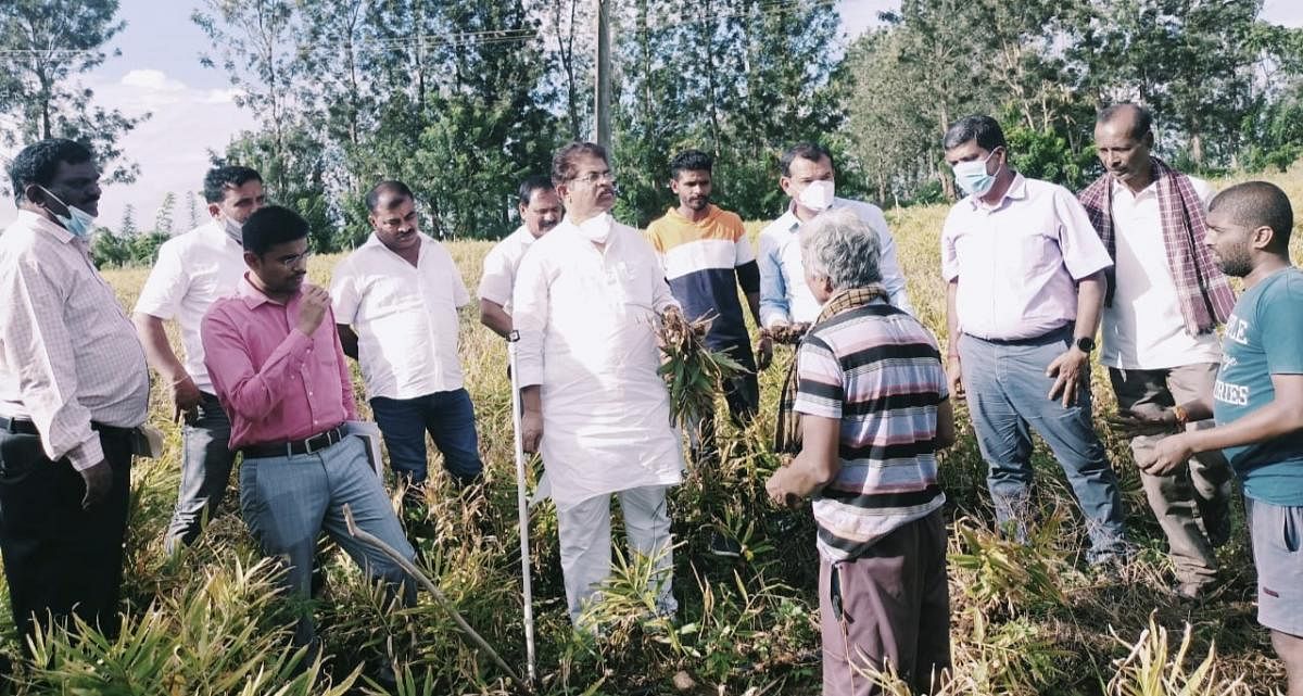 Revenue Minister R Ashoka inspects the damaged maize and ginger at Maroor in Hebbale.