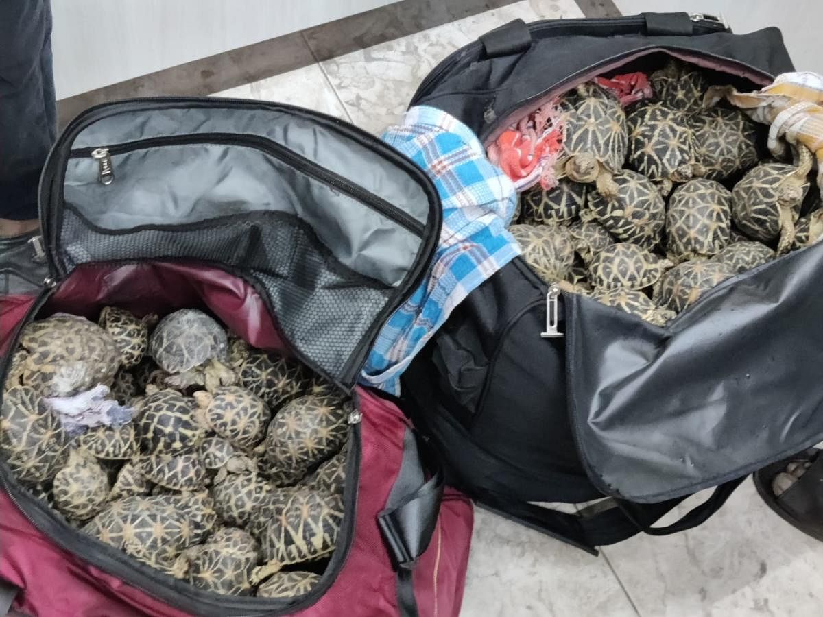 The star tortoises seized by Bengaluru police in Kalasipalyam recently. The rescued tortoises are being rehabilitated at the Bannerghatta National Park.