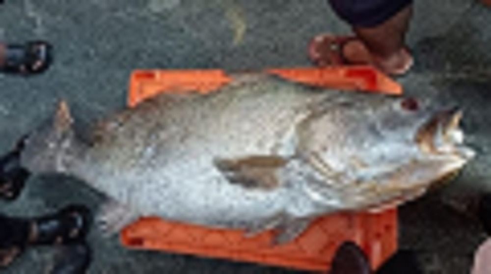 A Ghol fish sold for a whopping Rs 1.90 lakh in Malpe.