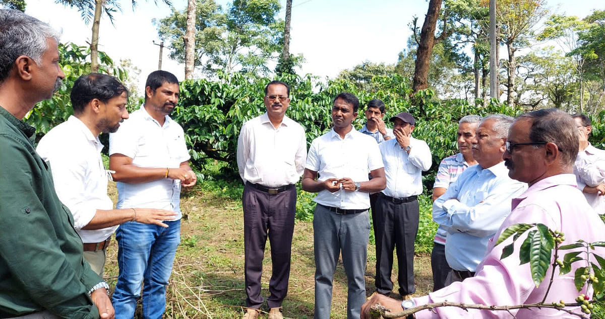 Coffee Board CEO Dr K G Jagadeesh visits a rain-affected coffee plantation in Srimangala.