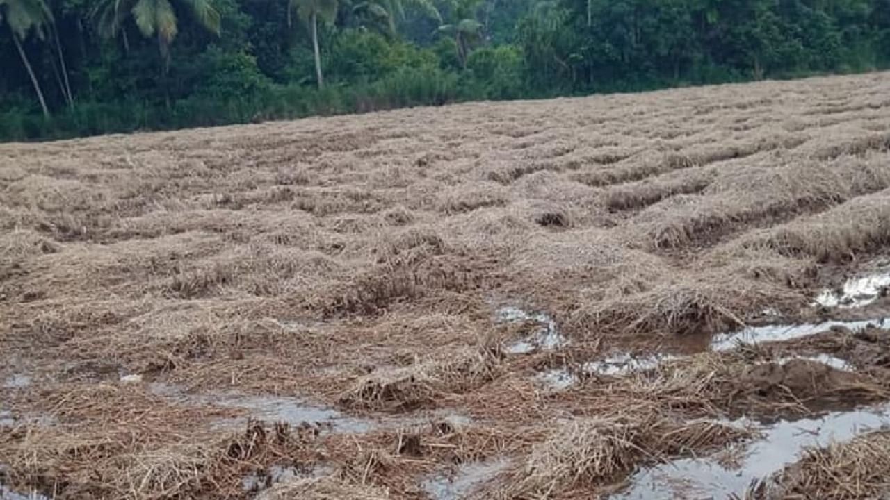 Paddy straw drenched in rain water in one of the field in Udupi. Credit: DH Photo