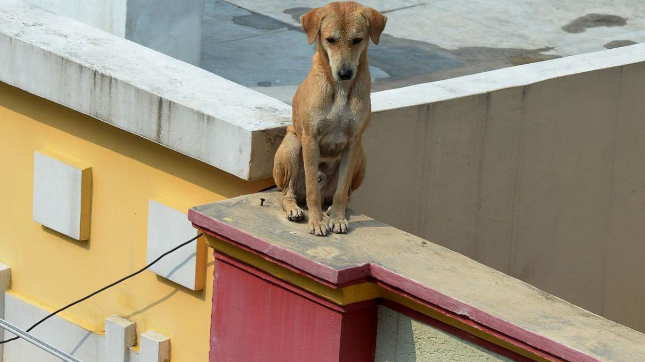 Representative image. Credit: AFP File Photo