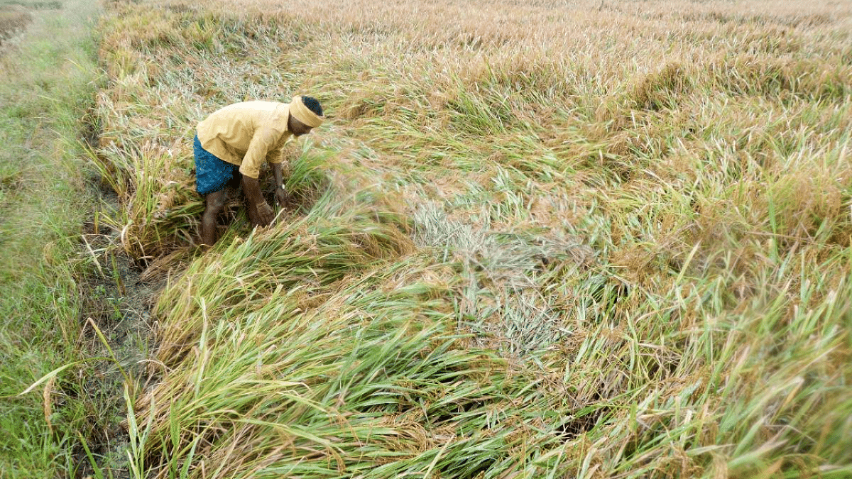 In November alone, heavy rains have damaged crops spread across 5.81 lakh hectares, according to preliminary government data. Credit: DH File Photo