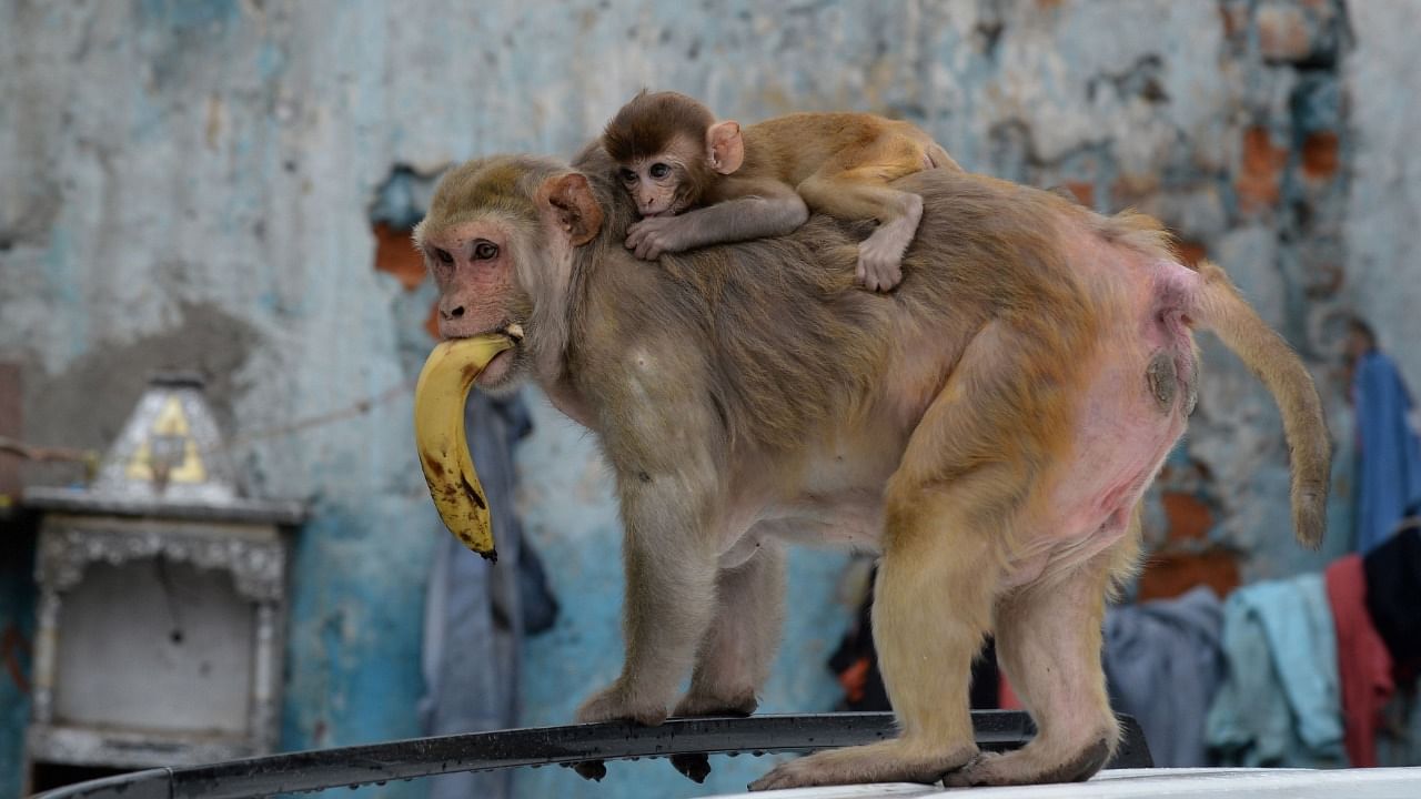The plan to use an immunocontraceptive vaccine, which can make monkeys sterile, will remain off the table till there is enough concrete evidence on its efficacy and long-term effects. Credit: AFP File Photo