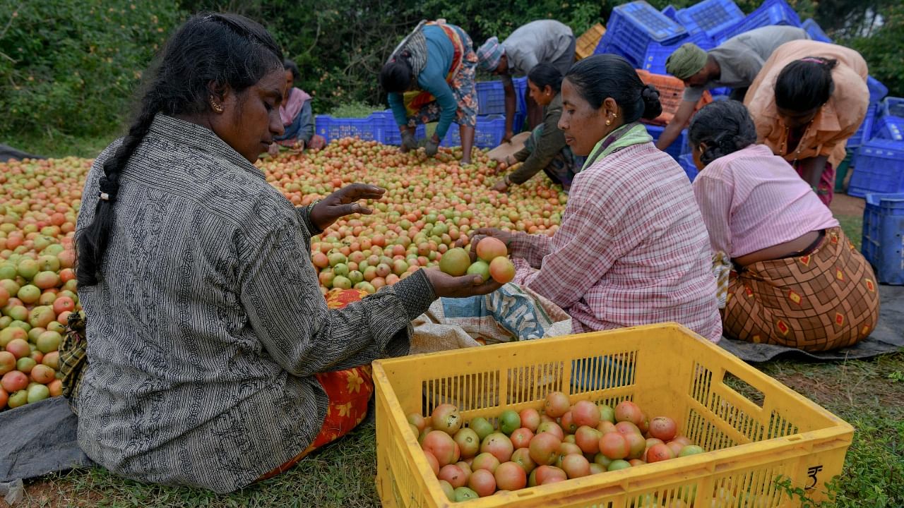 Farmers and agriculture labourers sort harvested tomatoes on the outskirts of Bengaluru on November 17, 2021. Credit: AFP File Photo