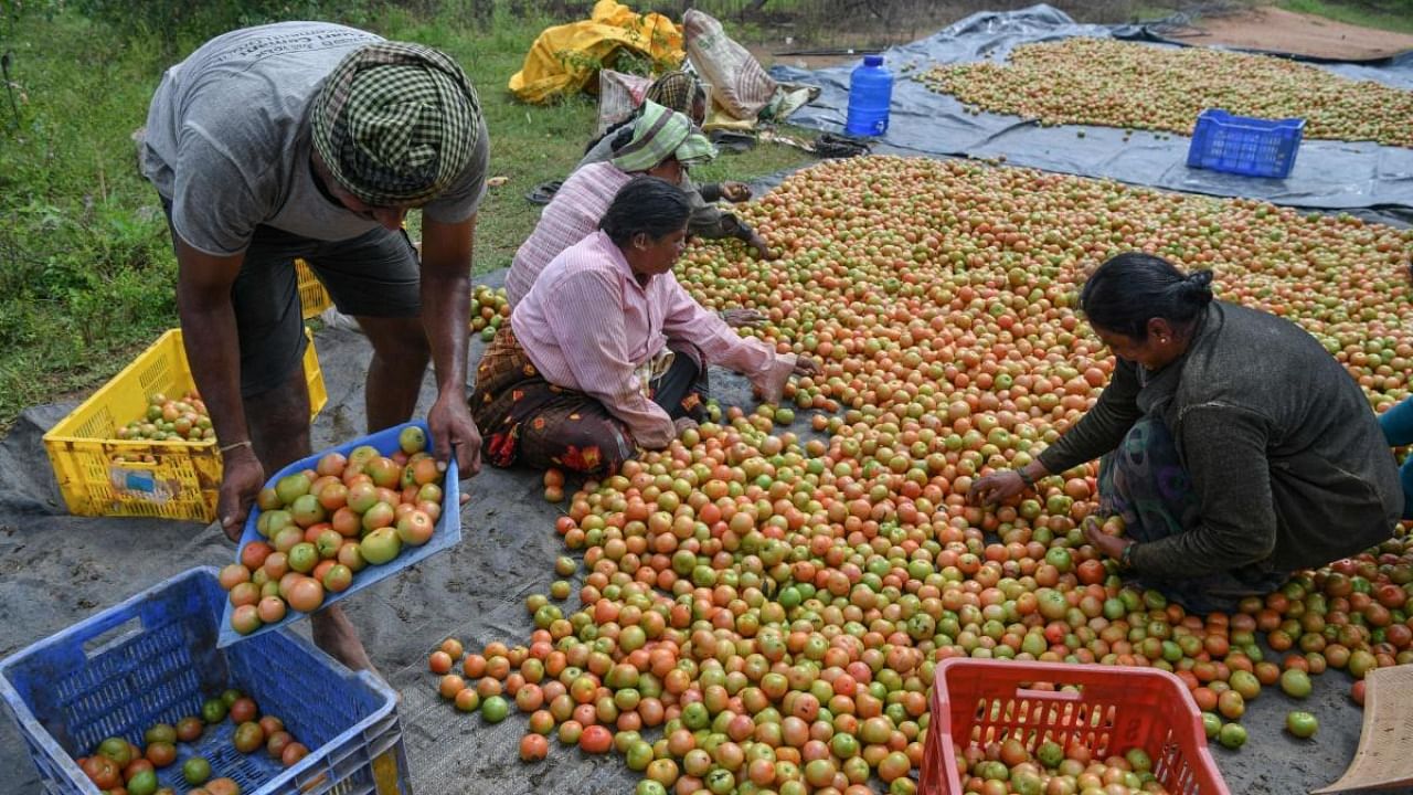 Farmers and agriculture labourers sort harvested tomatoes on the outskirts of Bengaluru. Credit: AFP Photo
