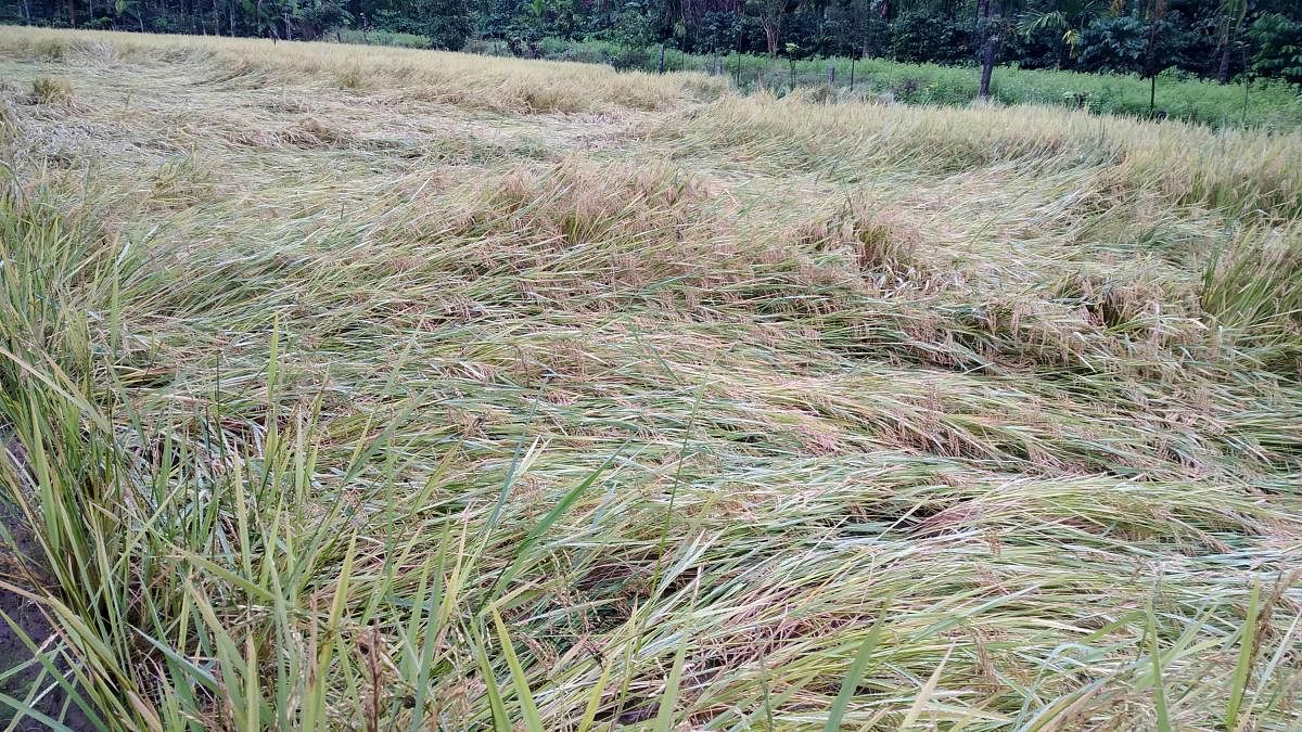 The damaged paddy crop in Hirikara in Somwarpet taluk.