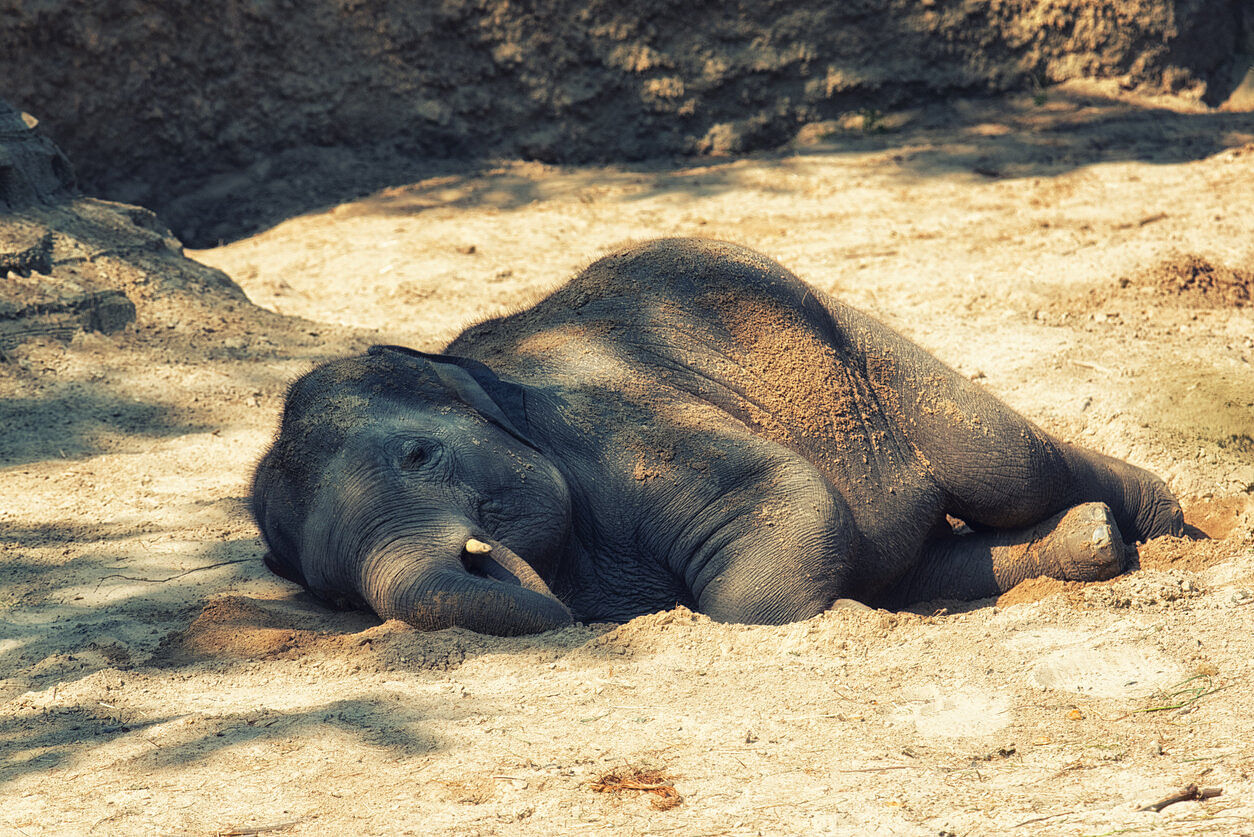 A team of forest officials went to Ramarpolikadu area and found the pachyderm lying dead below a hillock. Credit: iStock Photo