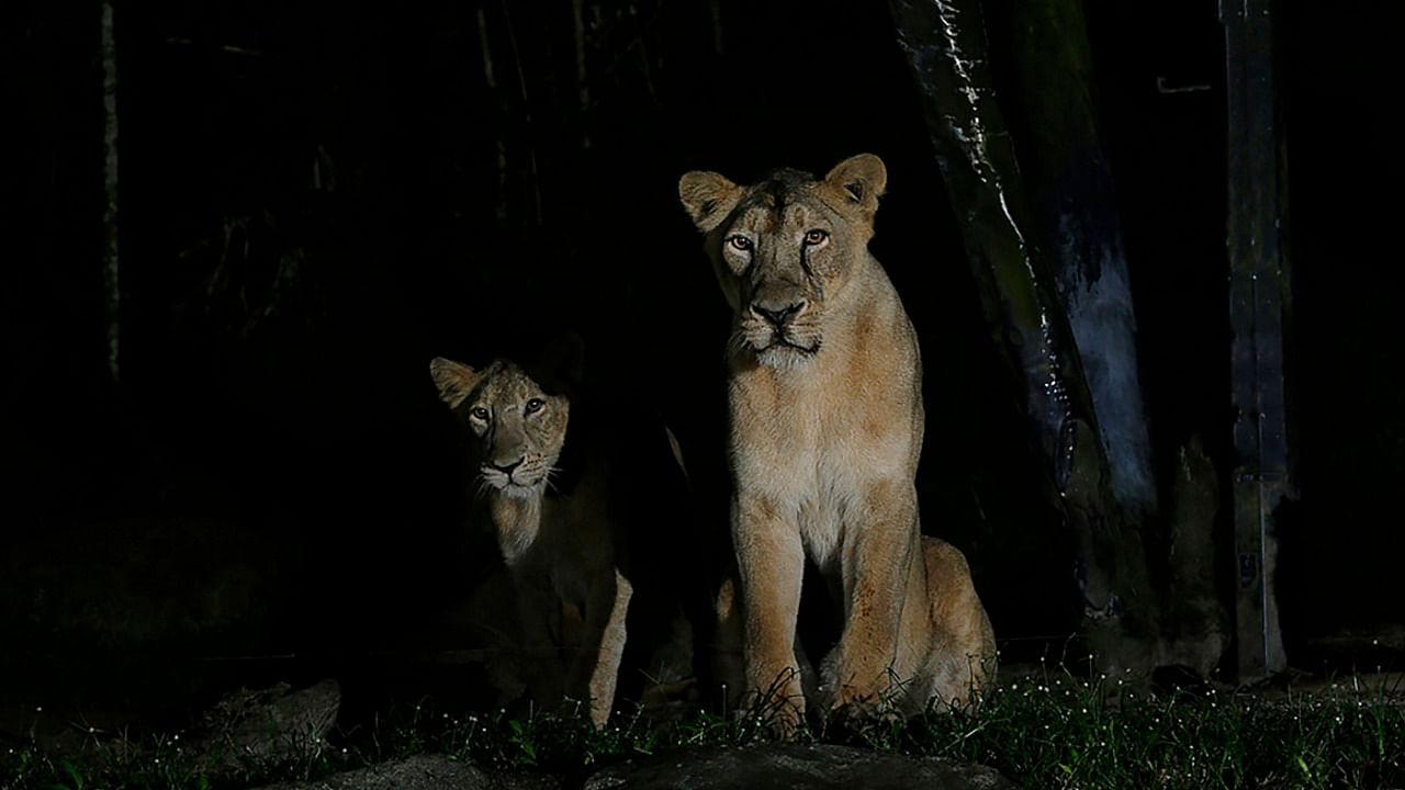 The Night Safari’s Asiatic lions are still in isolation though, as they continue to show mild symptoms of Covid-19. Credit: AFP Photo