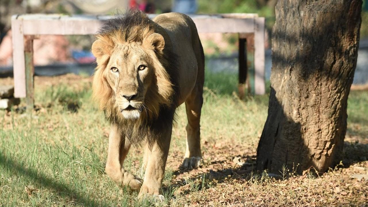 Citing a recent report of a lion being lured with a live cow for a show, Justice Mehta said over a period, such shows will reduce the hunting skills of big cats, and they will then pose a big problem to humans. Credit: AFP File Photo