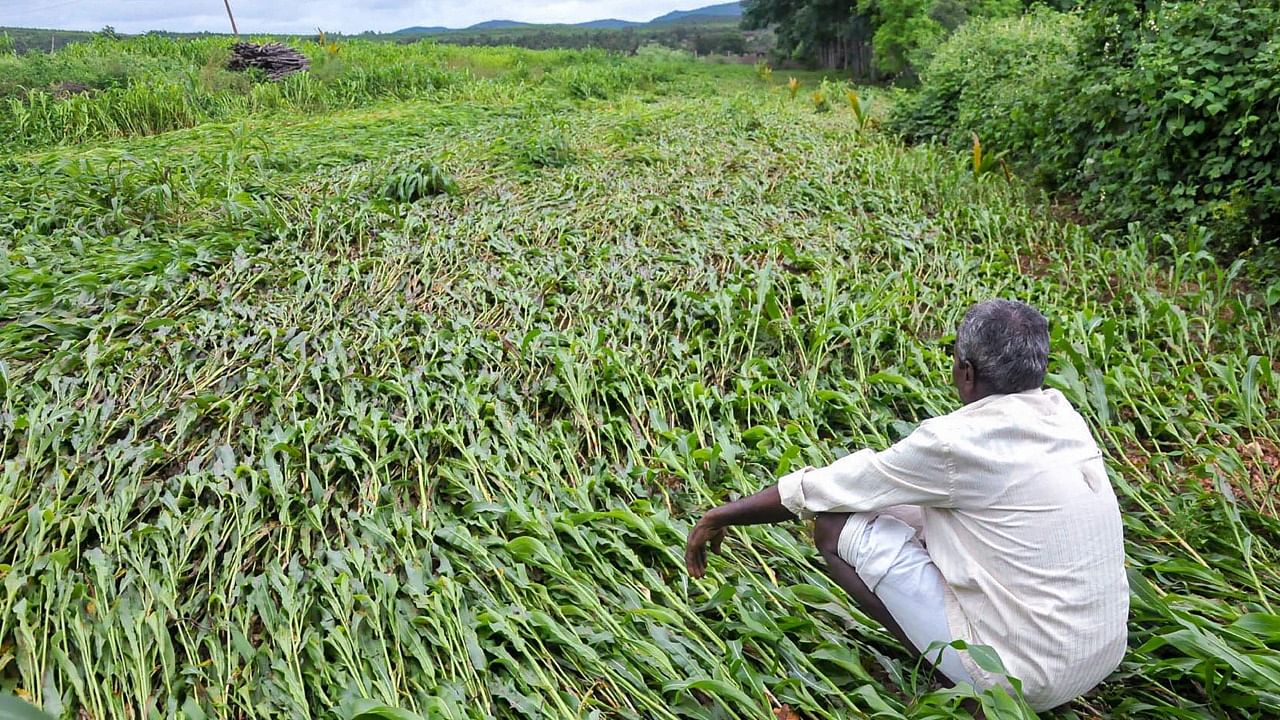 This time, the recent showers have damaged the tur crop in 1.87 lakh hectares of land. Credit: PTI Photo