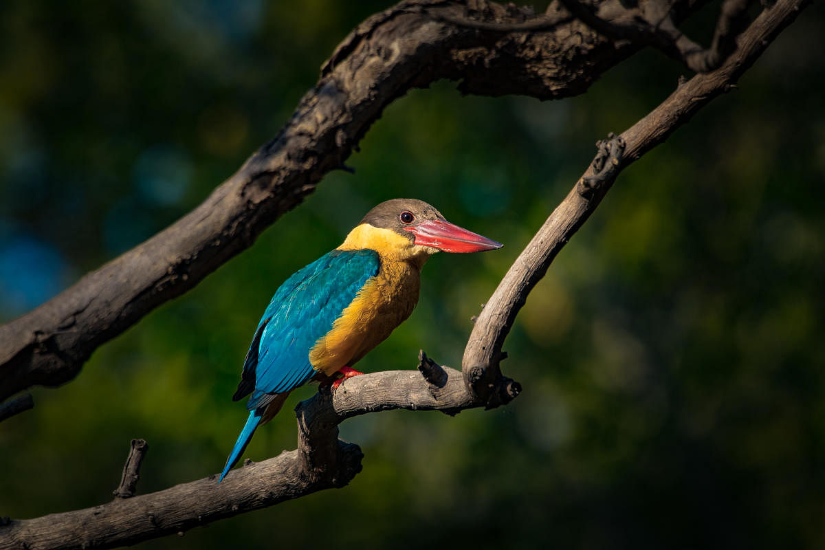 Stork-billed kingfisher. PHOTOS BY AUTHOR