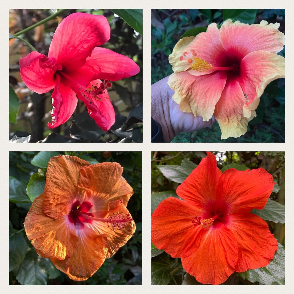 The hibiscus comes in a profusion of colours