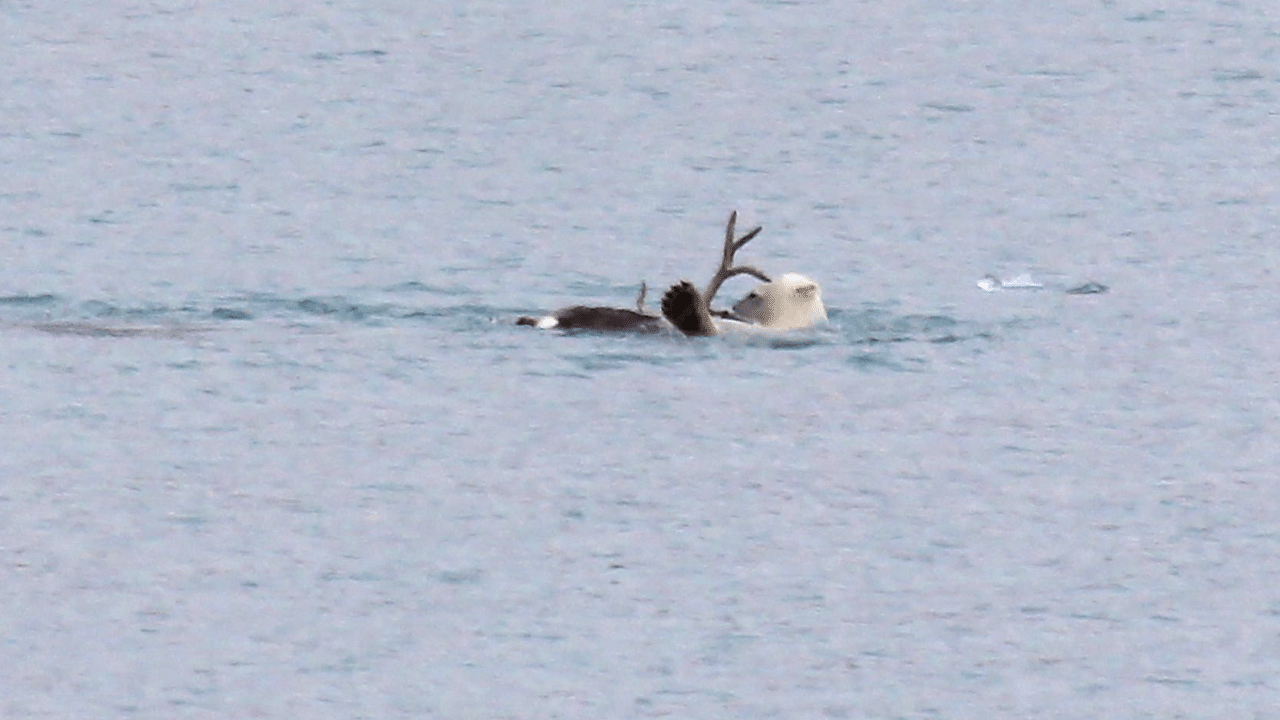 A video shows a young female chasing a male reindeer into the icy waters, catching and drowning it, then pulling it on shore and making a meal of it. Credit: AFP Photo