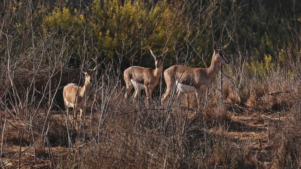 A picture taken on October 24, 2021 shows Mountain Gazelles at the Gazelle Valley, an urban nature reserve in the heart of Jerusalem. Credit: AFP Photo