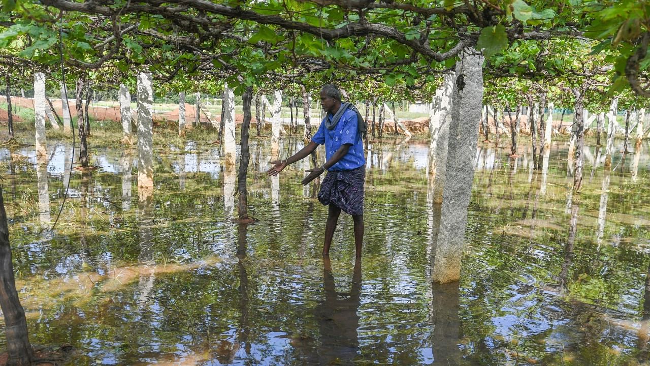 The rains have severely affected the arid districts of south-interior Karnataka. (In pic) A waterlogged vineyard in Chikkaballapur. The farm owner has to uproot the damaged grape vines and start from scratch. DH Photo