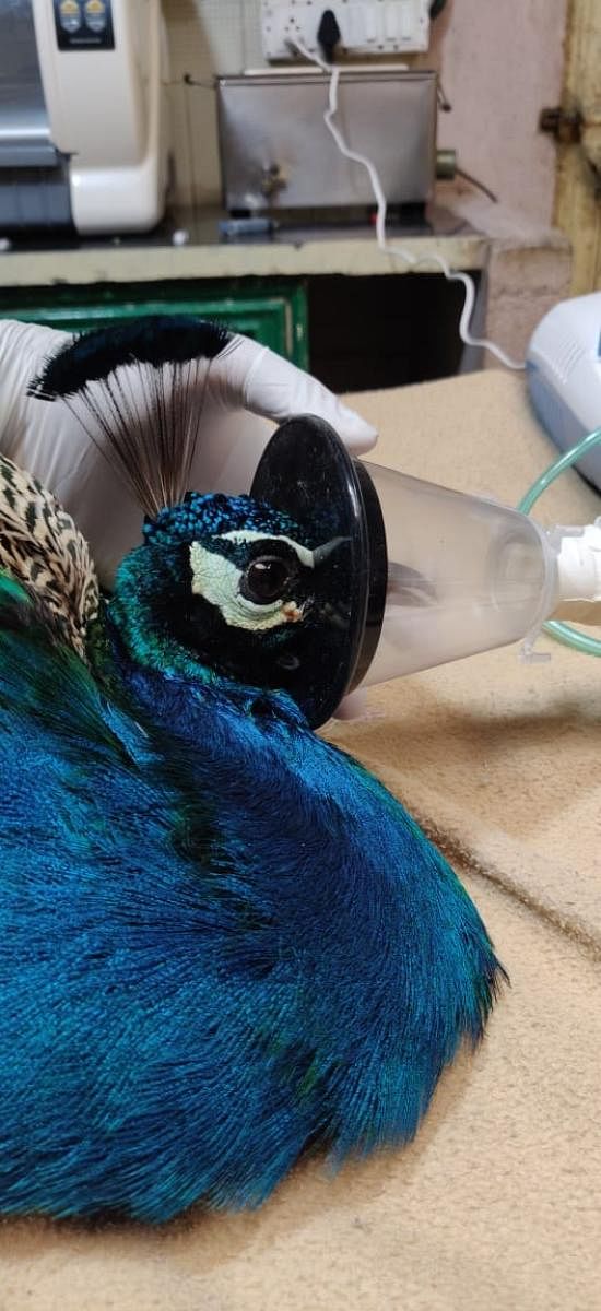 A rescued peacock. Peacock injury cases are being reported from Peenya, R R Nagar, Bangalore University and Ullal.