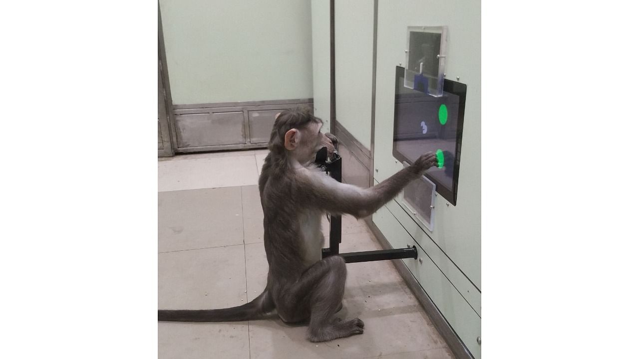 One of the monkeys seen operating a touchscreen. Credit: Special Arrangement