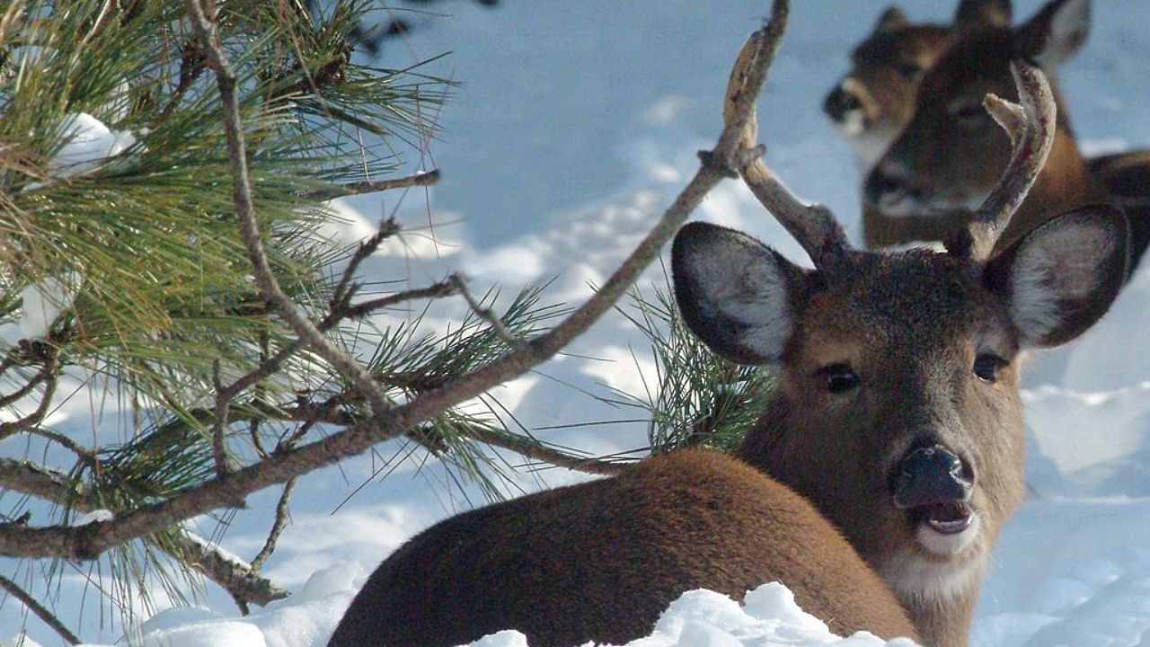 White-tailed deer. Credit: Getty Images