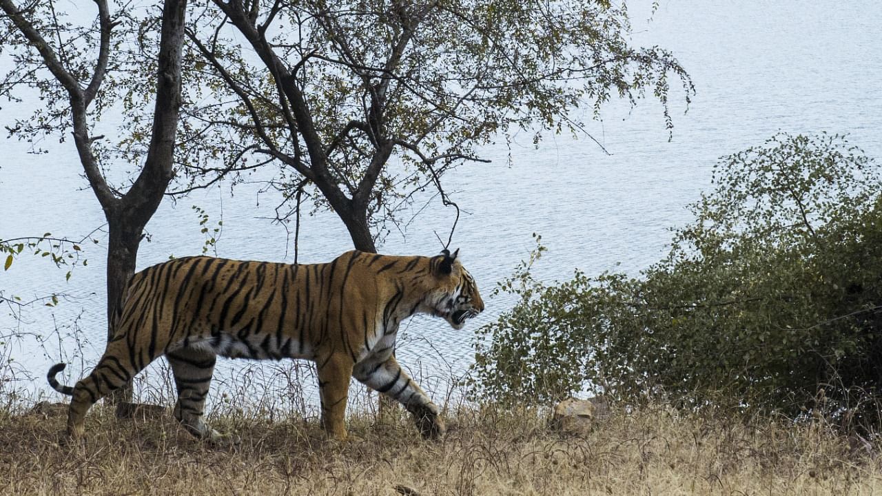 Researchers studied 57 tigers in Ranthambore. Credit: Kaushal Patel, NCBS