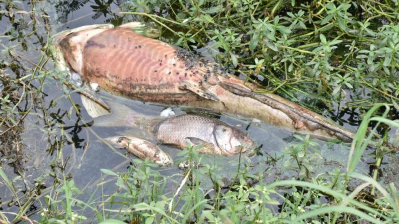 Dead fish are seen floating due to oxygen shortage in Jakkur Lake, Bengaluru, on Thursday. Credit: DH Photo