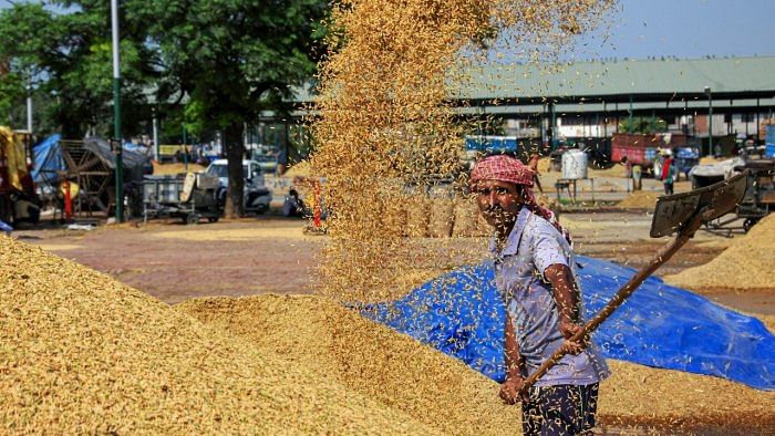 A worker gathers the winnowed paddy grains at a grain market, after paddy procurement. Credit: PTI File Photo