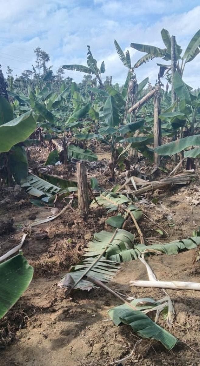 A banana plantation damaged by wild elephants in Nalvathoklu.