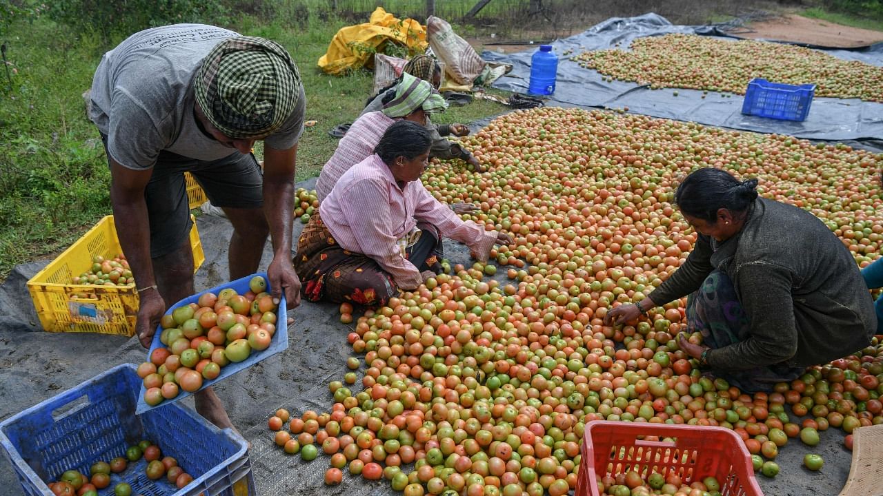 All India average modal price of tomato has remained high at Rs 60 per kg for over a couple of weeks now. Credit: AFP Photo