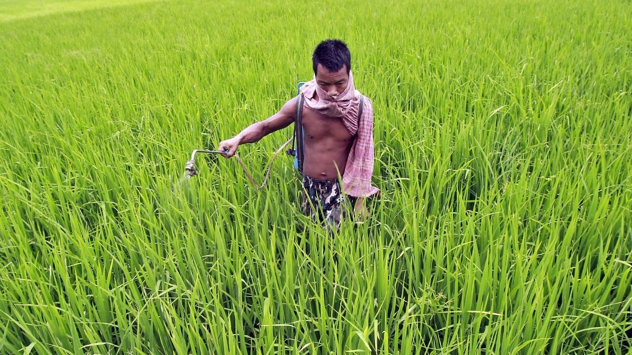 A farmer sprays fertilizer on a paddy field on the outskirts of Agartala. Credit: Reuters Photo