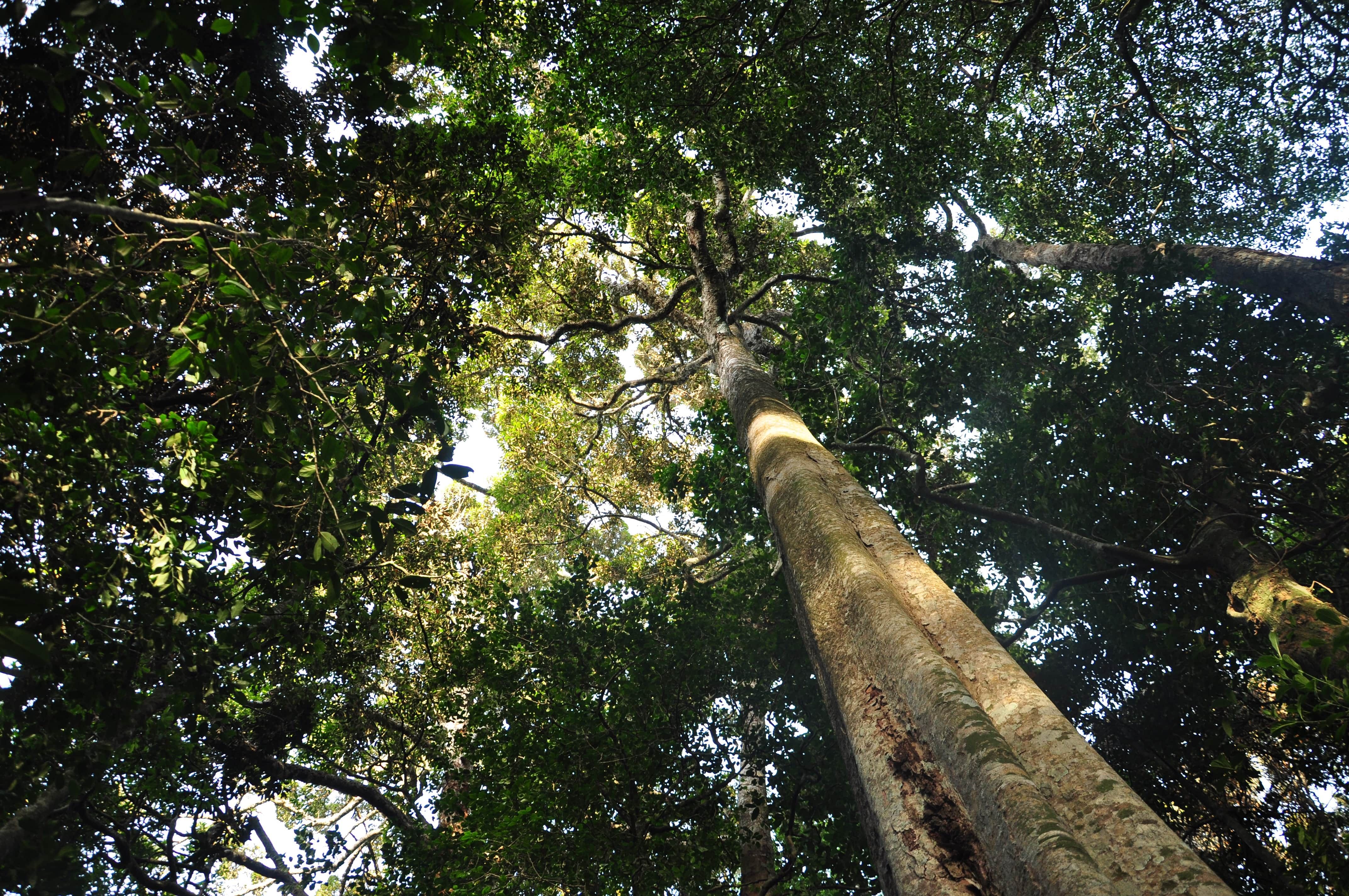 Forest canopy from the ground as captured by Dr K S Sheshadri