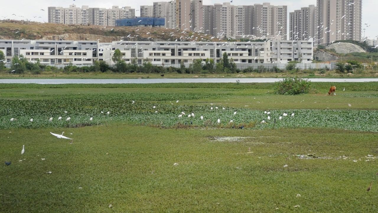 View of Hulimavu lake in Bengaluru. Credit: DH Photo