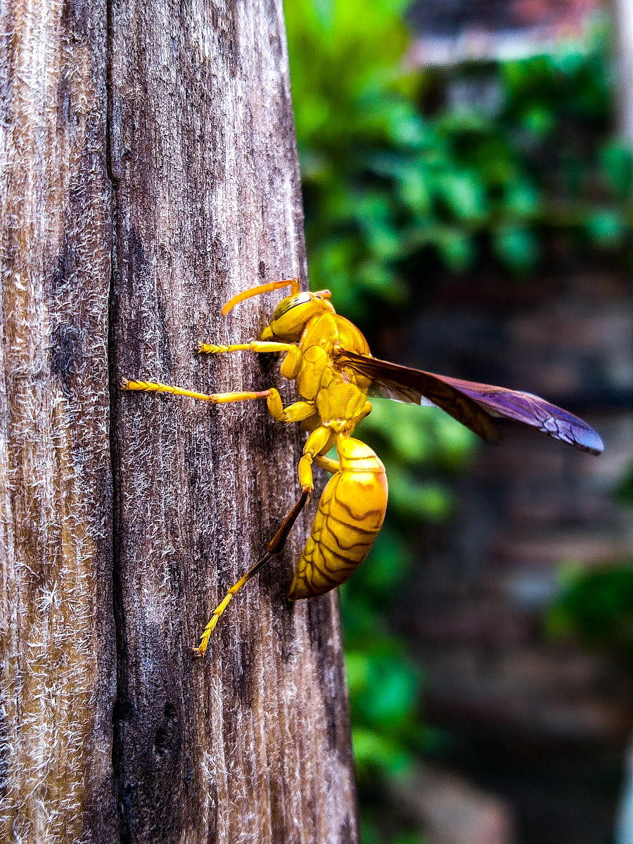 Paper wasps get their name from the papery texture of their nesting material.