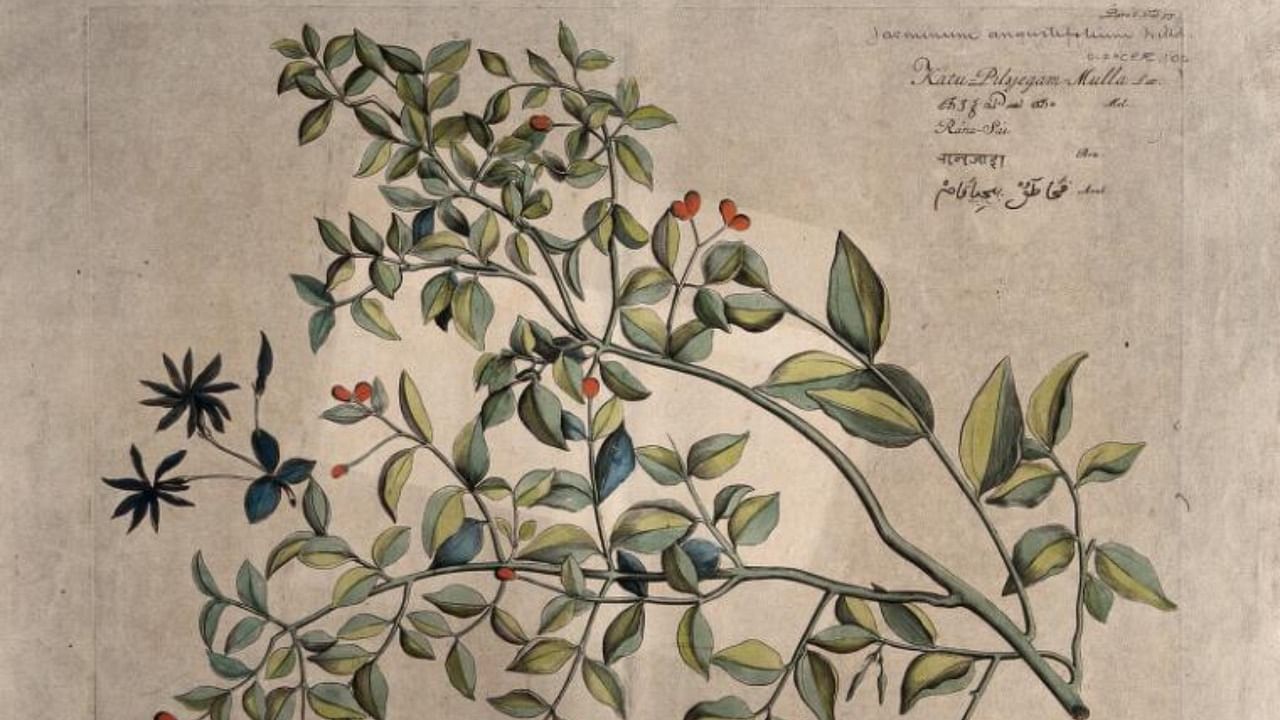 An illustration of a jasmine branch with flowers and fruit from the “Hortus Malabaricus” from the Wellcome Collection. Credit: Scrolls and Leaves