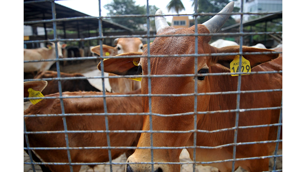 Banda District Magistrate Anurag Patel had earlier said 134 cows and other cattle were taken from the temporary 'gaushala' in Naraini and shifted to four other temporary cow shelters on Saturday.  On Monday, a report of these animals being buried alive in the forest of Madhya Pradesh was published in a newspaper. Credit: DH File Photo