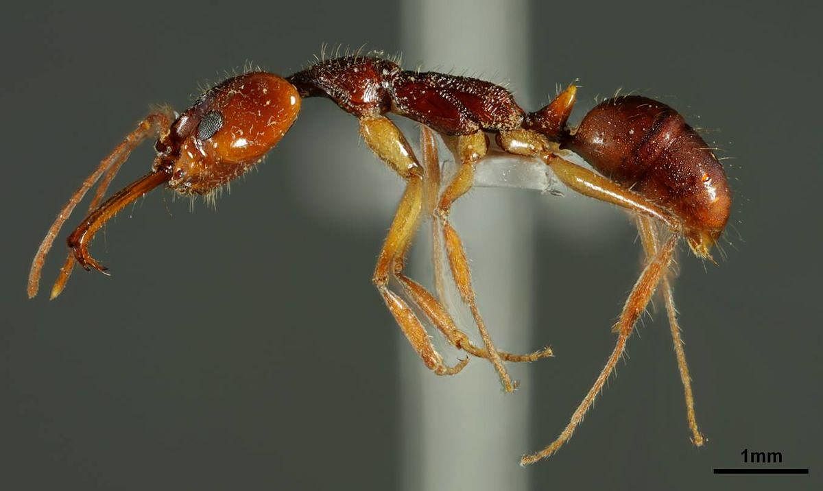 ATREE discovered the Anochetus Daedalus ant species in Sirsi in 2016. These ants build a labyrinth-like fortification at the entrance of the nest to prevent water from entering or attacks by predators, the team believes. Photo: Aswaj Punnath